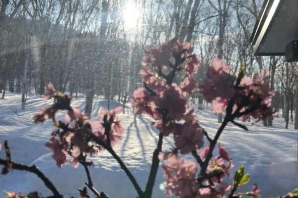 Copy of 06B41ADF-C52C-4E76-AFB6-A75A19B7FF80_1_105_c